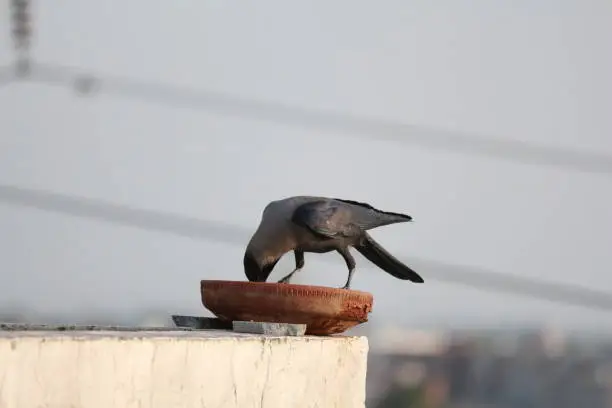 Photo of House Crow