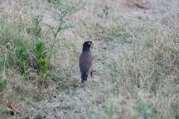 Photo of Common Myna