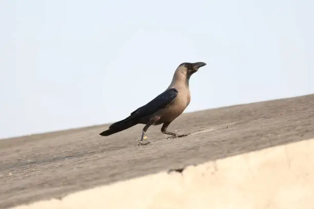 Photo of House Crow