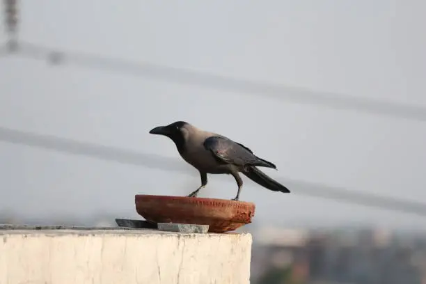 Photo of House Crow