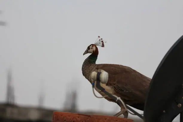 Photo of Peahen