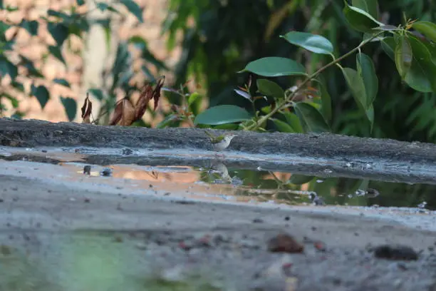 Photo of Common Tailorbird