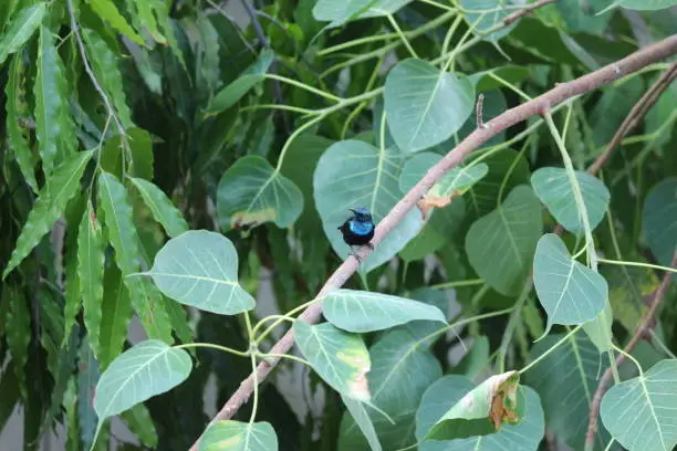 Photo of Purple Sunbird