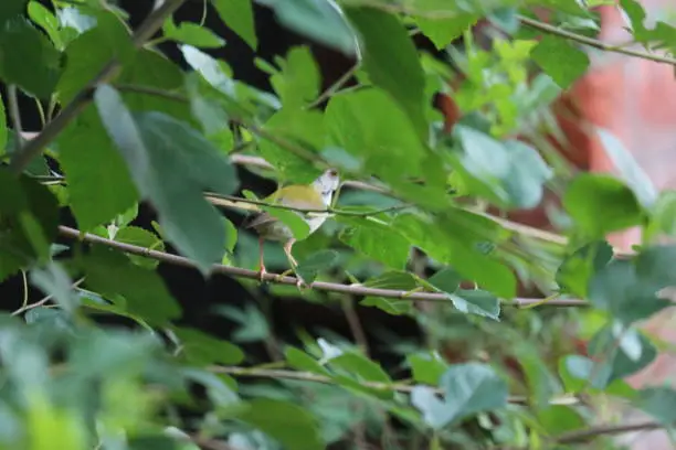 Photo of Common Tailorbird