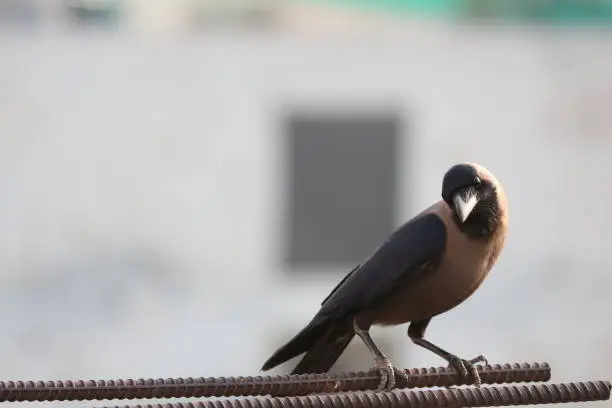 Photo of House Crow