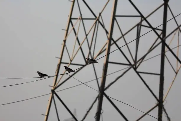 Photo of Asian Pied Starling