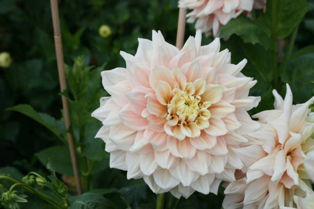 istock Close-up of a pink dahlia 1266714924