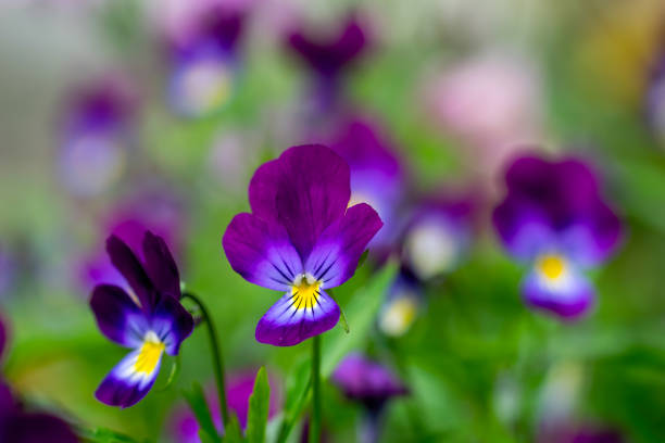 istock Purple violet flowers 1266716445