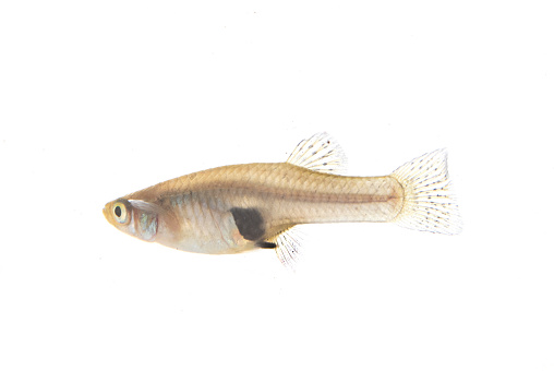female Mosquitofish in front of white background