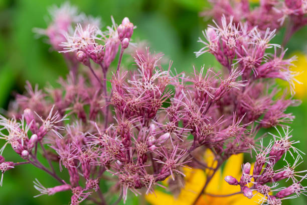 istock Purple blooming Joe-Pye weed wildflower (eutrochium purpureum) 1266717624