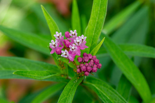 istock Bright pink swamp milkweed wildflower (asclepias incarnata) 1266717819
