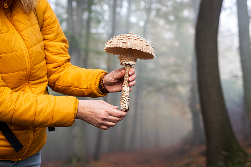 Hiker finding parasol mushroom in misty forest. Edible mushroom (Macrolepiota procera) in female hand