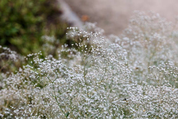 istock Blooming flower in the garden 1266720574