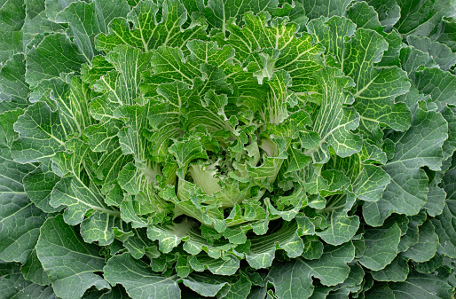 Green ornamental cabbage close-up