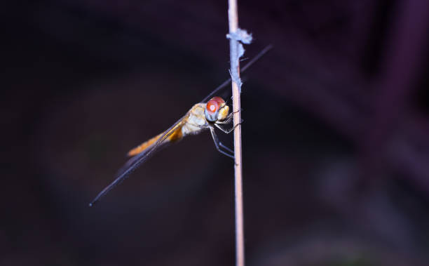 istock Yellow Dragonfly sitting on a wooden stick 1266720779
