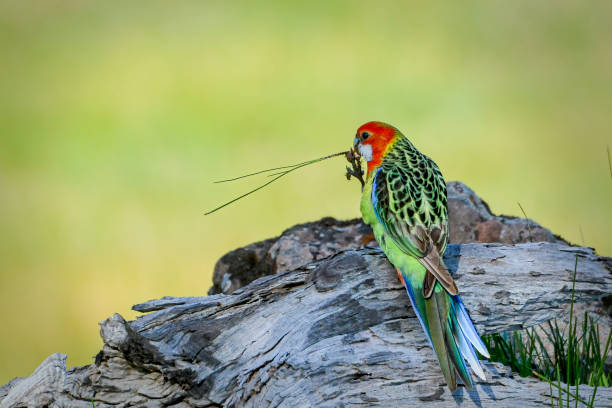 istock Eastern Rosella foraging for grass seeds to eat 1266721455
