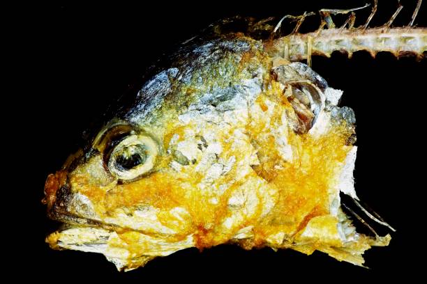 istock Mackerel fish's head and skeleton - black background. 1266721495