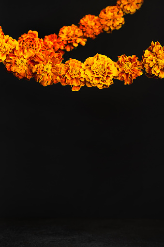 Dia de los muertos day, day of the dead or halloween background, copy space. Marigold flowers Garlands on black.