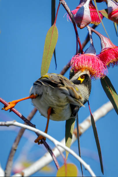 istock Noisy Miner eating on a branch 1266721754