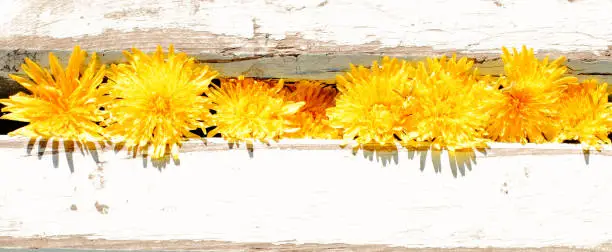 Yellow dandelions grow in the cracks between the boards, a concept of spring. Bright sunlight, close-up, wide view. Top view, flat lay, place for text, copy space.
