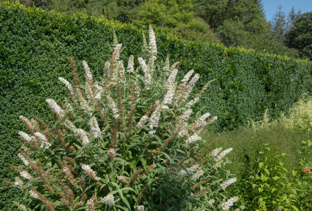 Summer Flowering White Butterfly Bush (Buddleia or Buddleja davidii 'Darent Valley') Growing in a Herbaceous Border in a Country Cottage Garden in Rural Devon, England, UK stock photo