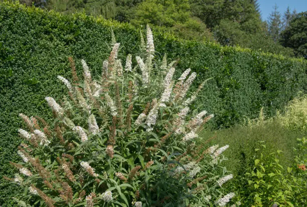 Buddleja davidii is an Ornamental Plant and Native to China and Japan