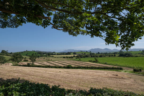 fields of grass being cut and harvested to make silage - drumlin imagens e fotografias de stock