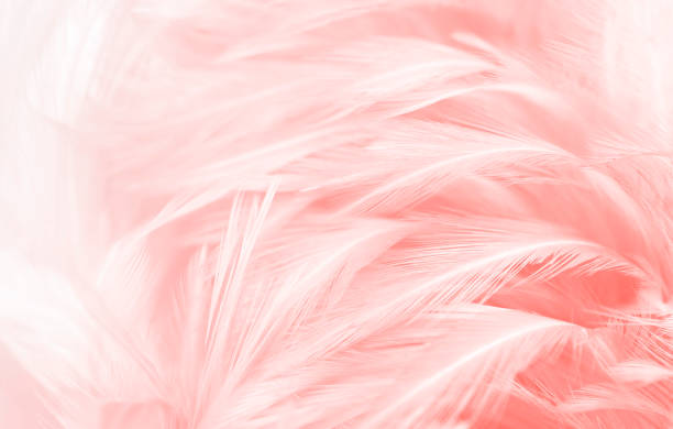 istock Beautiful soft pink feathers vintage texture line background. 1266725184