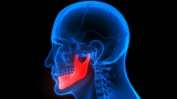 Photo of Human Skeleton System Skull Bone Parts Mandible Bone Anatomy