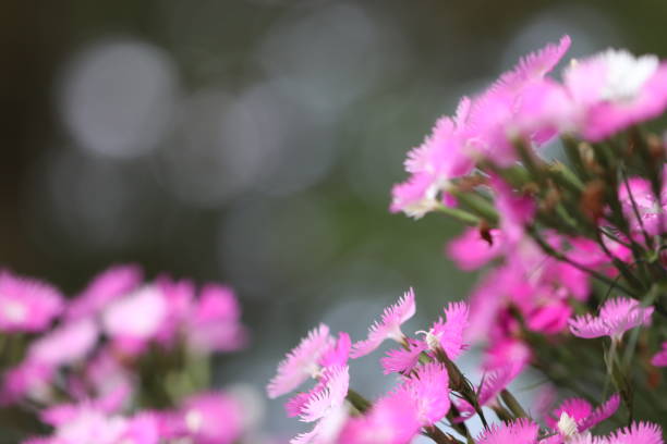istock Pink Dianthus flower that receives sunlight. 1266727804
