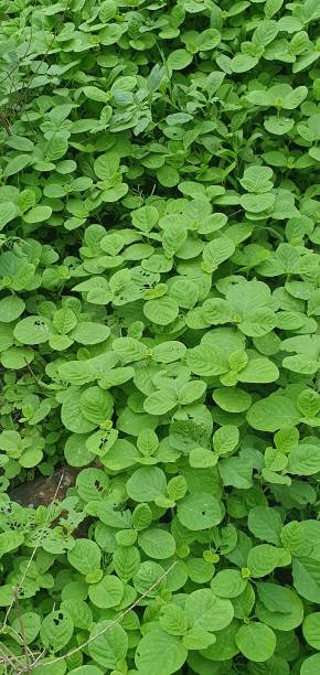 istock Green leaves in rainy days. 1266728005