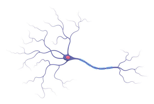 뉴런 해부학의 그림. 구조. 벡터 인포그래픽(신경세포 축소 및 미엘린 칼집) - axon stock illustrations