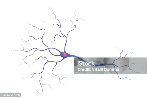 istock Illustration of neuron anatomy. Structure. Vector infographic (nerve cell axon and myelin sheath) 1266728574