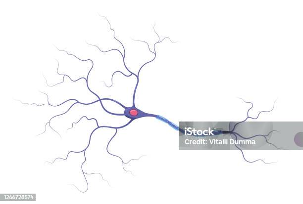 Illustration Of Neuron Anatomy Structure Vector Infographic Stock Illustration - Download Image Now