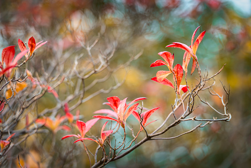 Branch with red leaves in autumn park.
