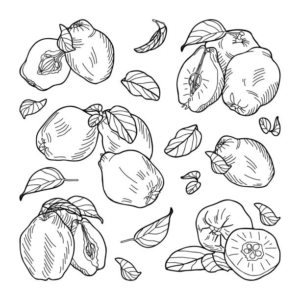 ilustrações, clipart, desenhos animados e ícones de composição de frutas de quince: inteiras, metades, folhas. ilustração vetorial desenhada à mão. - quince