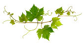 Small branch of grape vine on white background