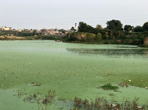 Water of lake near city is polluted with city waste and fern growth