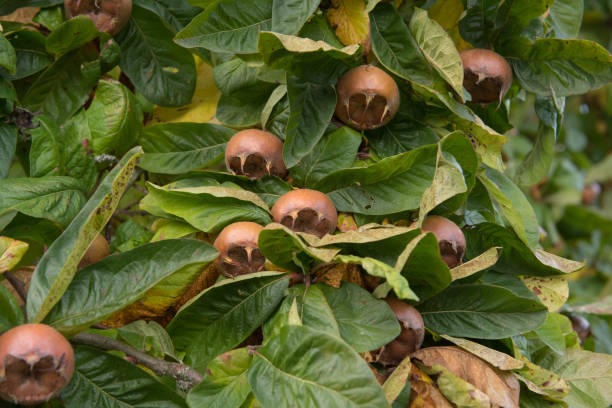 летняя листва и плоды общего medlar tree (mespilus germanica 'ноттингем') растет в саду коттеджа страны в сельском девоне, англия, великобритания - germanica стоковые фото и изображения