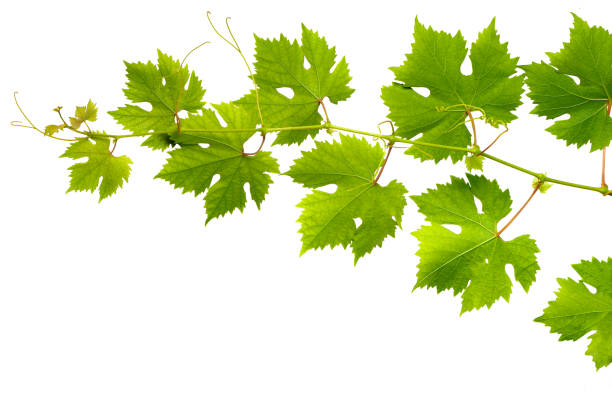 istock Branch of grape vine on white background 1266730299