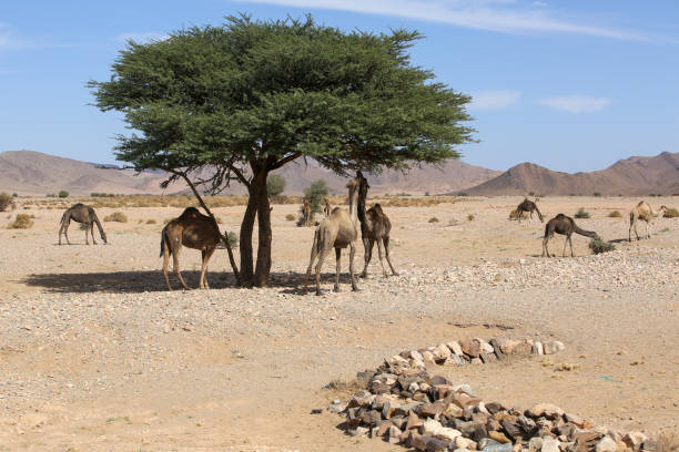 istock landscapes of Morocco 1266730671