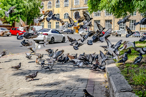 Flock of pigeons runs on the sidewalk and flies above the road against the backdrop of cityscape with cars (Kharkiv, Ukraine). Beautiful background with urban birds on the street on a sunny summer day