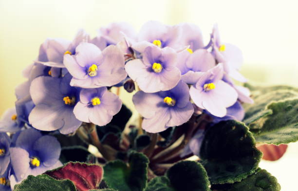 istock Small natural blue violet flowers in a pink pot 1266731855
