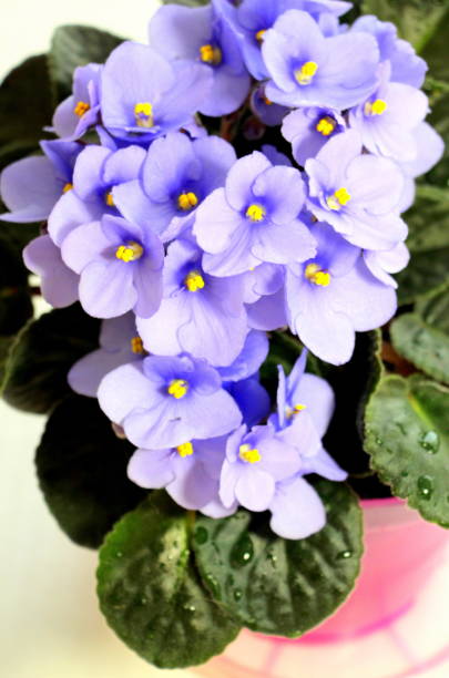 istock Small natural blue violet flowers in a pink pot 1266731870