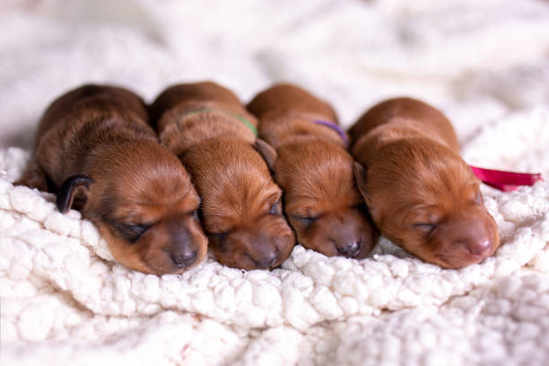 portrait of adorable little dachshund puppies four adorable newborn dachshund puppies lie on a white background in the studio and sleep newborn animal stock pictures, royalty-free photos & images