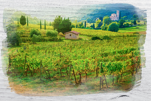 Watercolor of vineyards in Anney of Sant'Antimo, Tuscany