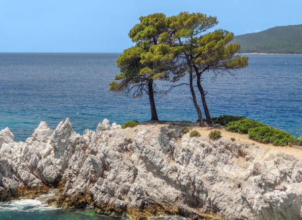 wind-deformed tree in Cap de Creus National Park along the Spanish coast; Cap de Creus, Spain