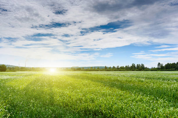 istock Beautiful sunset and green field with cloudy sky and forest in background 1266732962