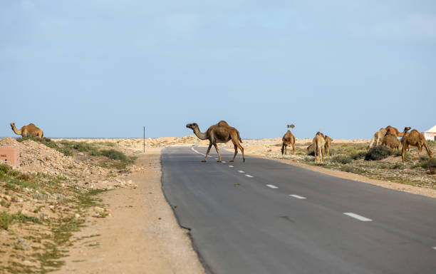 istock landscapes of Morocco 1266733142