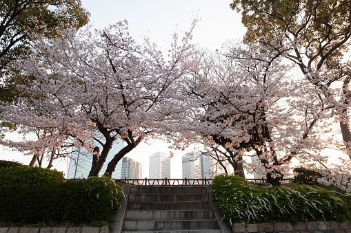 Cherry blossoms and buildings in the early morning
